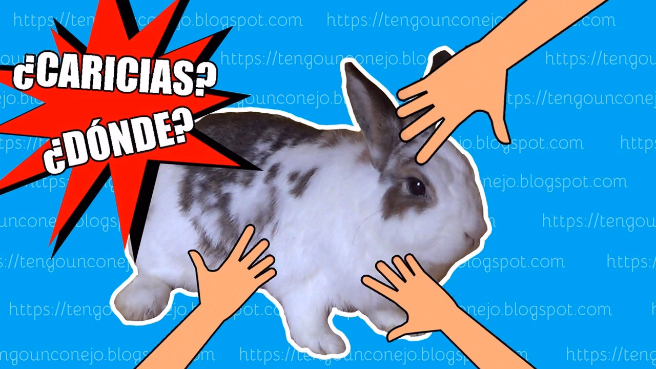 ¿Cómo se acaricia a un conejo para que se relaje?