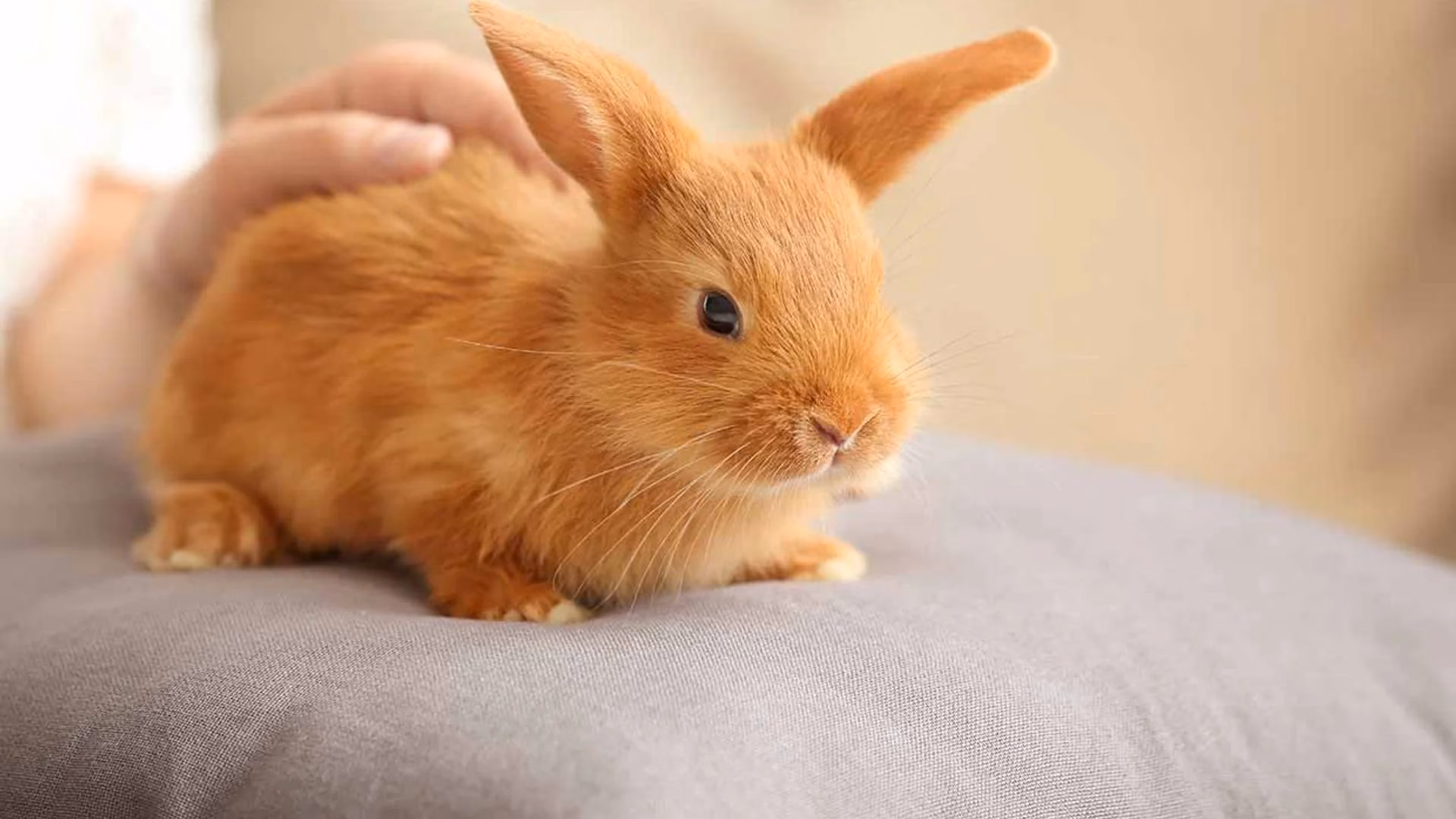 ¿Cómo se acaricia a un conejo para que se relaje?