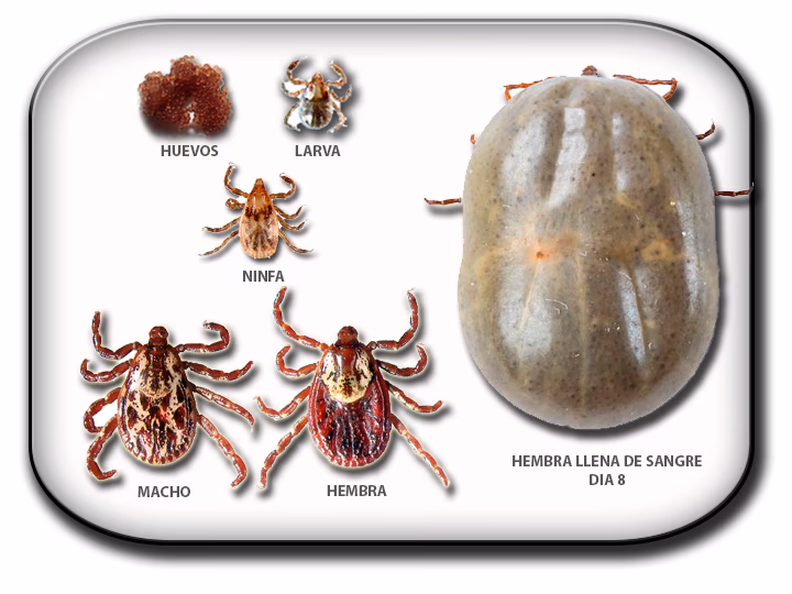 ¿Cuál es el ciclo de vida de una garrapata del conejo?