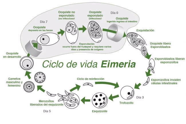 ¿Cuánto tiempo dura la coccidiosis?