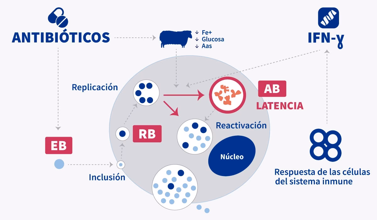 ¿Cuál es el tratamiento para la clamidiosis aviar?