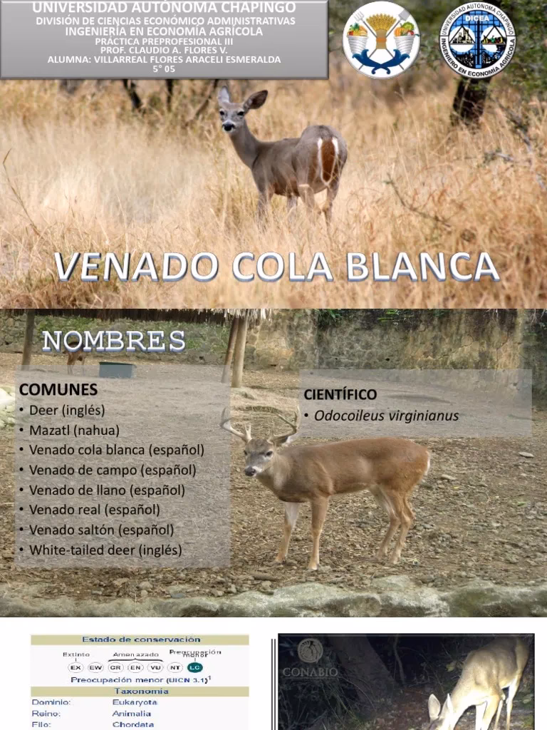 ¿Cuál es la clasificación taxonómica de un ciervo?