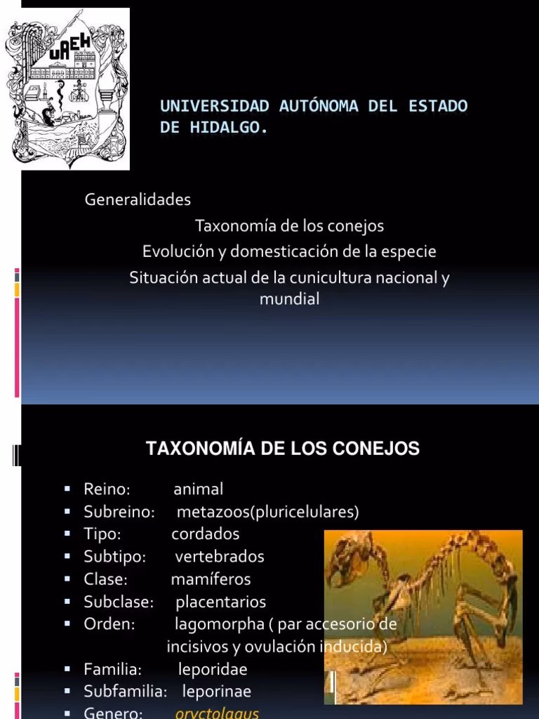 ¿Qué clasificación son los perros?