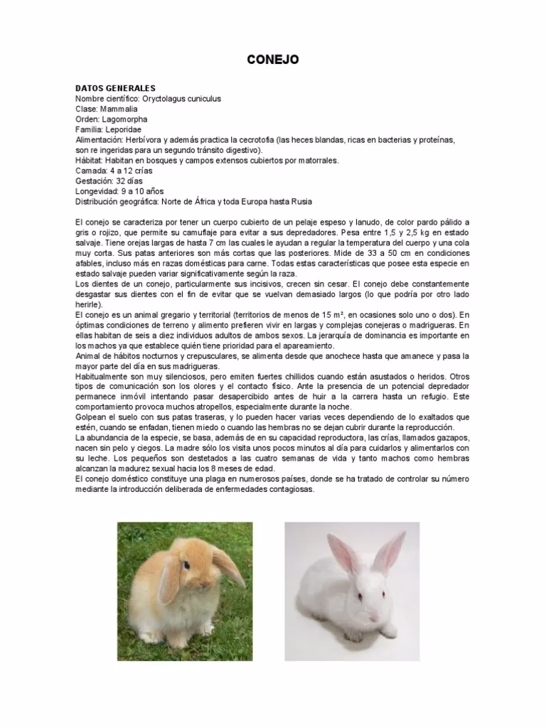 ¿Qué es la clave dicotómica y ejemplos?