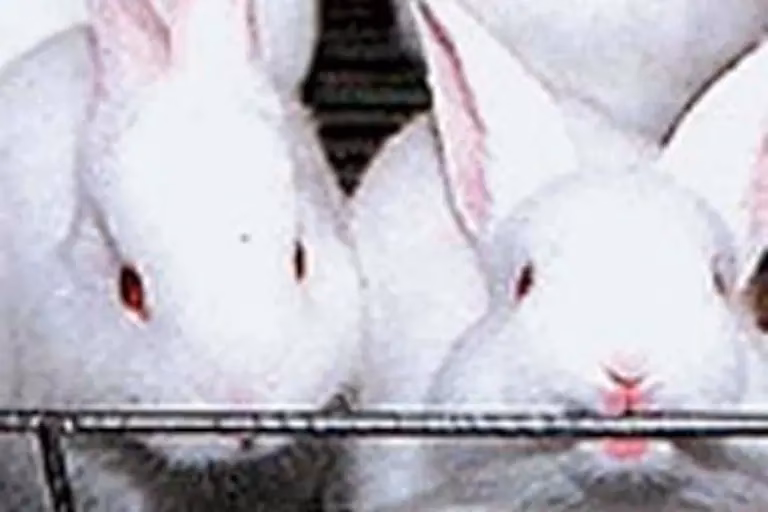 ¿Es posible clonar conejos?