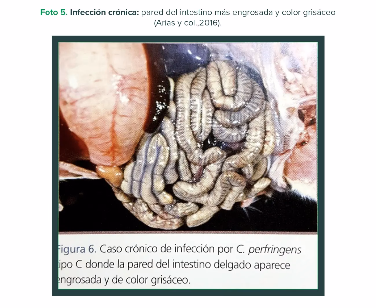 ¿Qué es el clostridium en los conejos?