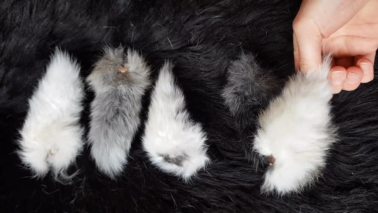 ¿Qué simbolizan las colas de conejo?