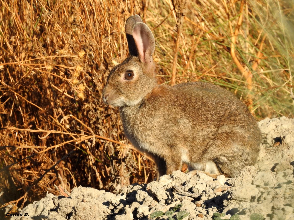 What does colibri mean?