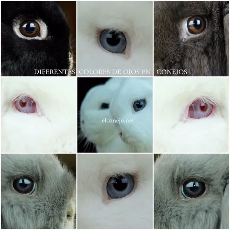 ¿De qué color pueden tener los ojos los conejos?
