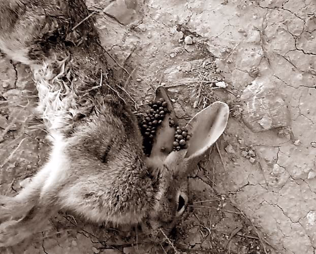 ¿Cómo afecta la contaminación al conejo?