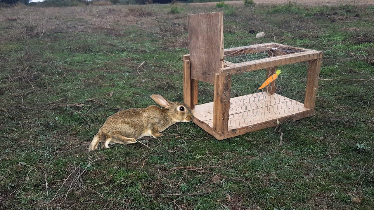 ¿Cómo se capturan los conejos?