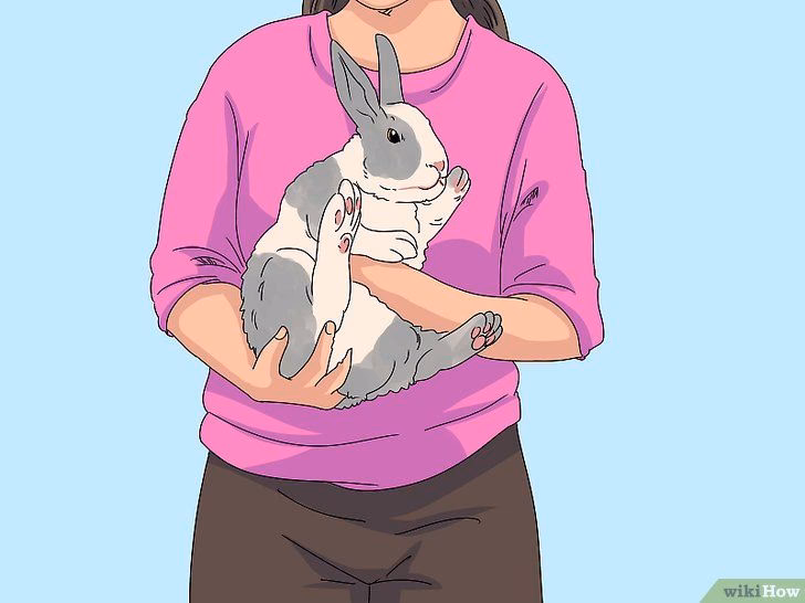 ¿Por qué a mi conejo no le gusta que lo carguen?