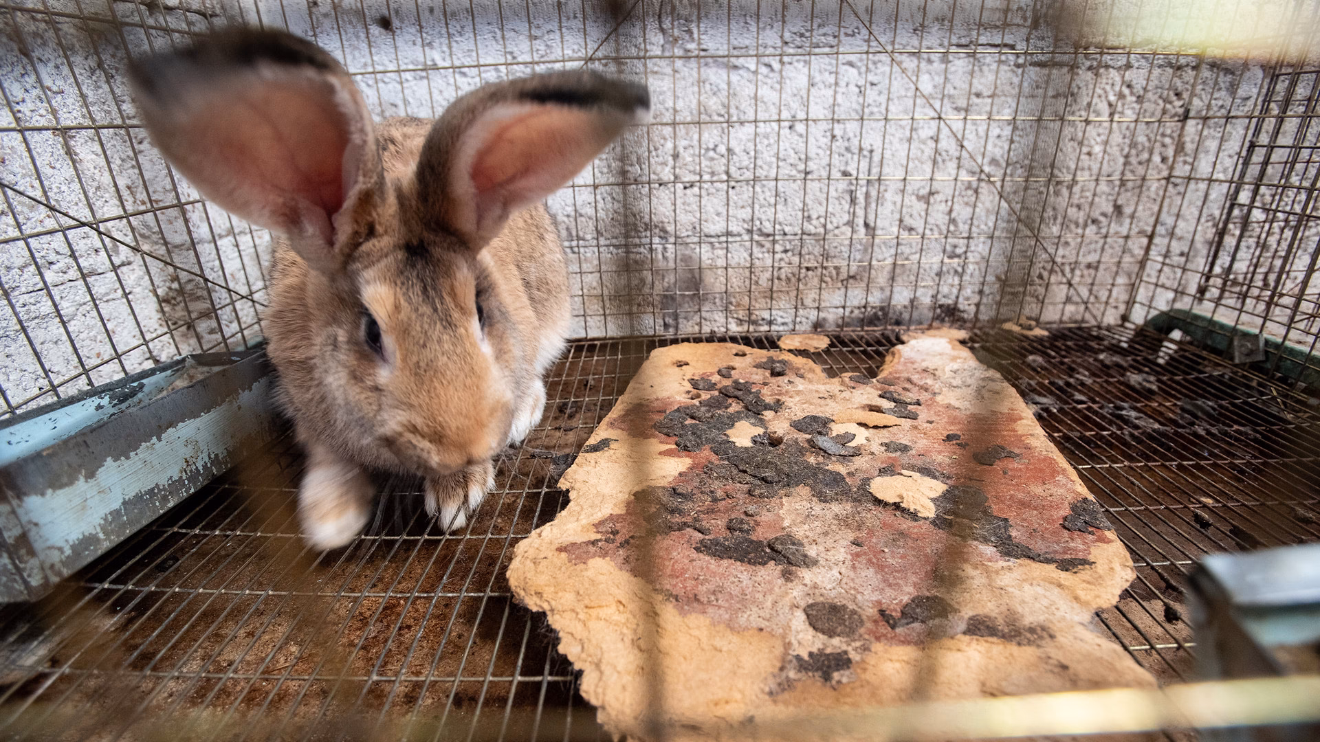 ¿Cómo funciona la caza del conejo?