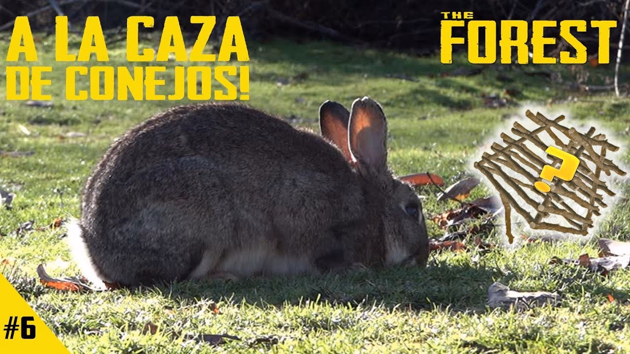 ¿Cuál es la mejor manera de cazar conejos?