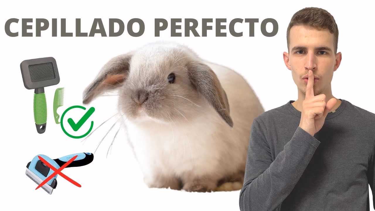 ¿Qué pasa si no cepillo a mi conejo?