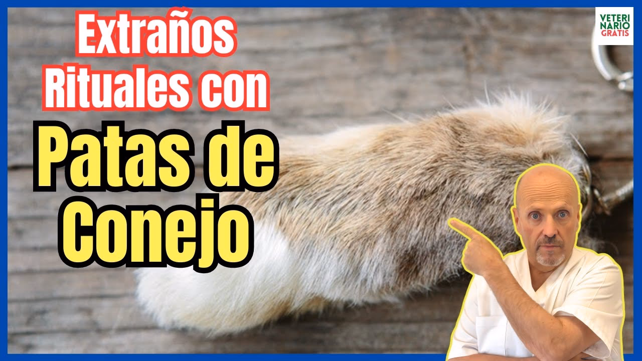 ¿Cómo conservar una pata de conejo de la suerte?