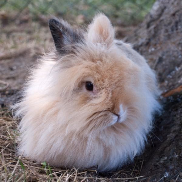 ¿Cómo se mantiene un conejo de angora?