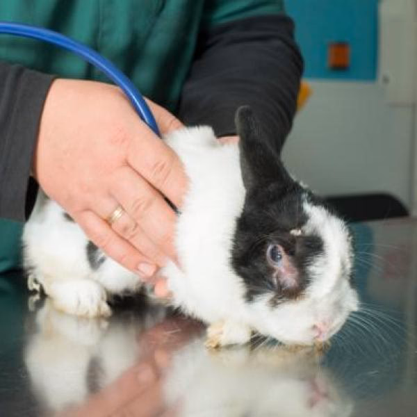 ¿Qué remedio casero mata la sarna?