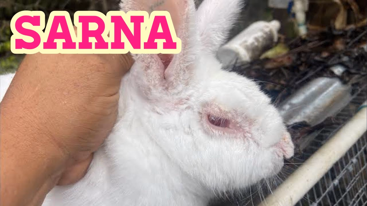 ¿Cómo se cura la sarna rápidamente?