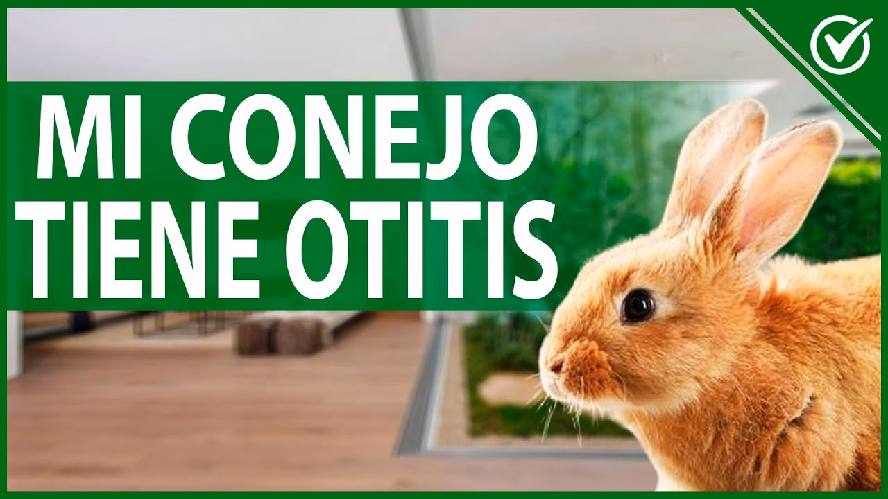 ¿Cómo curar la infección del oído del conejo?