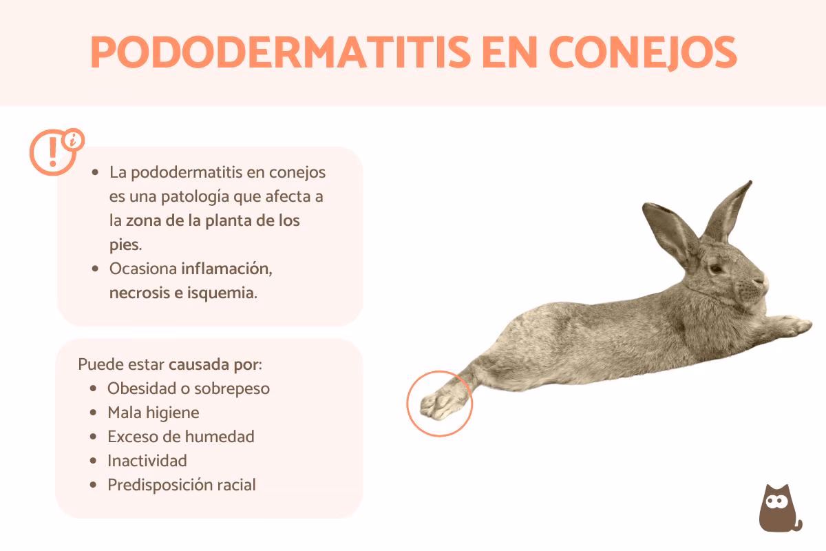 ¿Cómo se contagian los conejos de la pododermatitis?