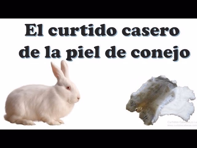 ¿Cuánto tiempo se tarda en curtir la piel de un conejo?