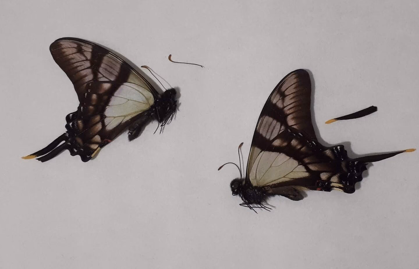 ¿Cómo conservar la cola de conejo?