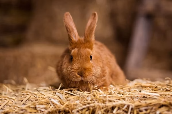 ¿Puedo tener un conejo salvaje como mascota?
