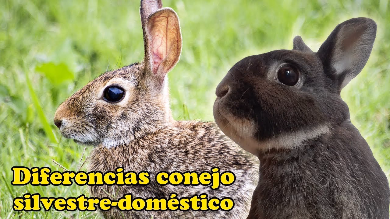 ¿Puedo tener un conejo salvaje como mascota?