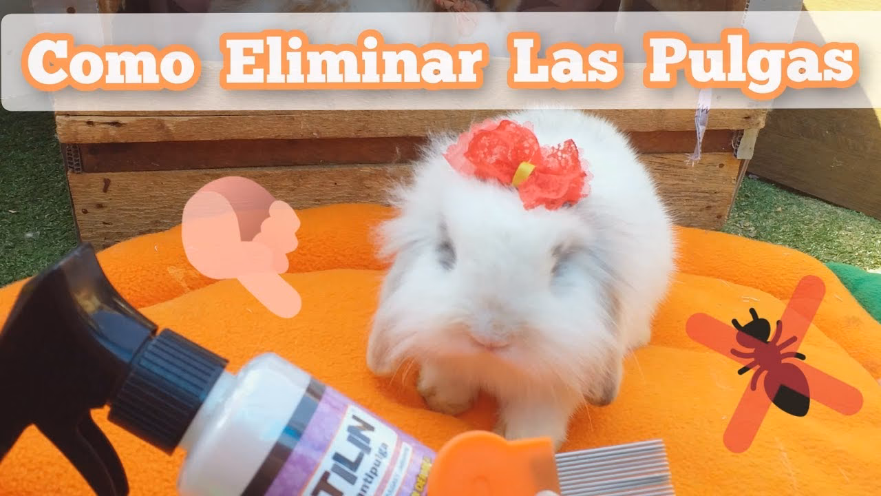 ¿Qué se le puede echar a las garrapatas para matarlas?