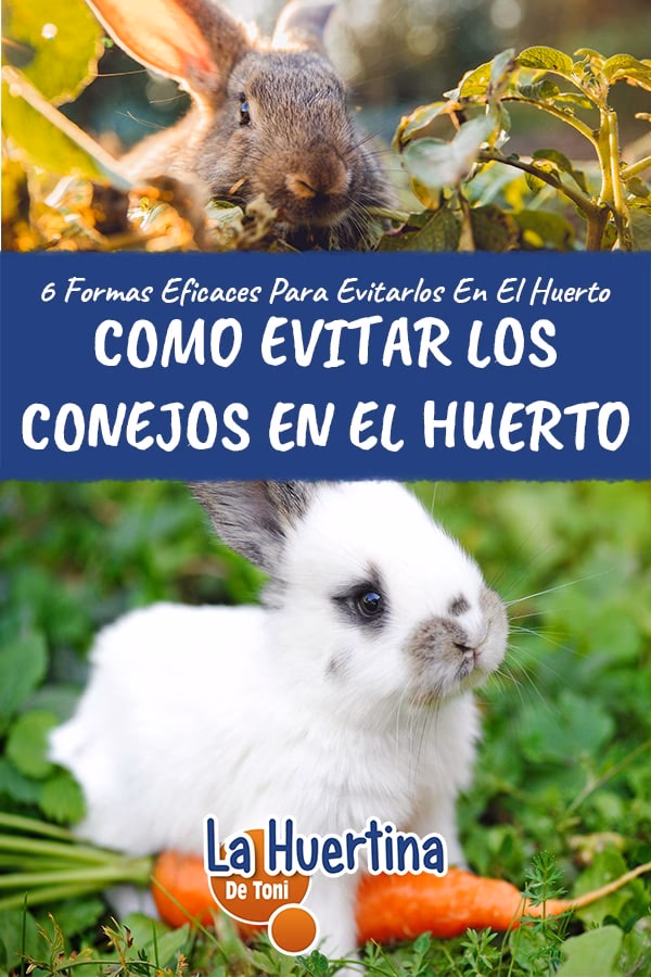 ¿Cómo eliminar una plaga de conejos?