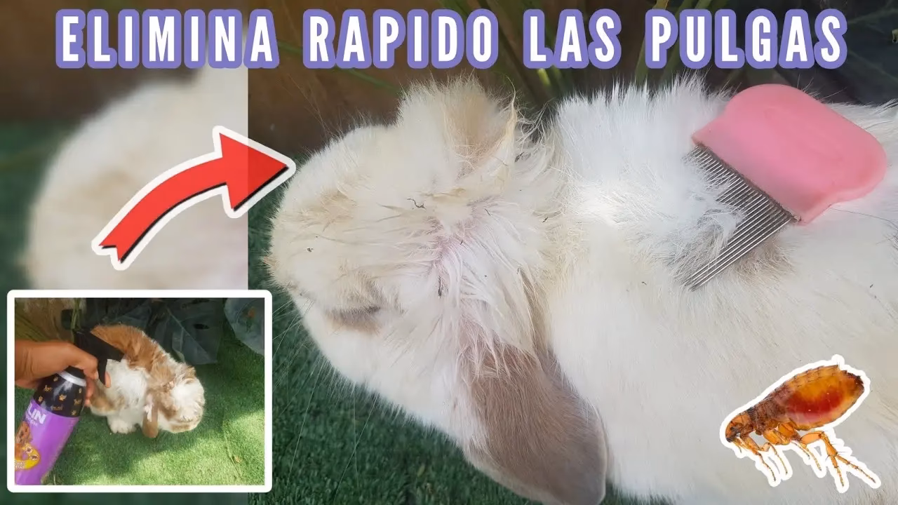 ¿Qué es el piojo del conejo?