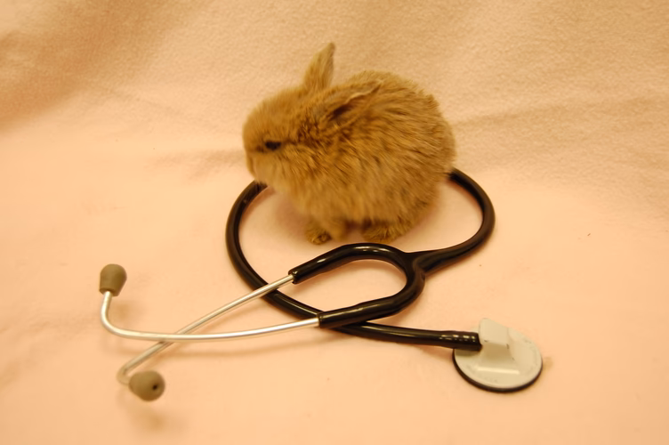 ¿Cuál es el mayor riesgo al sujetar a un conejo?