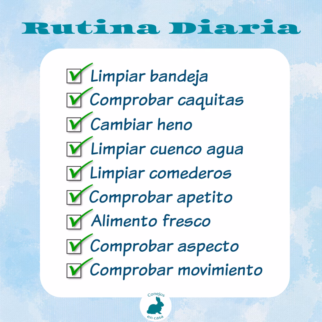 ¿Cuál es la rutina diaria de un conejo?