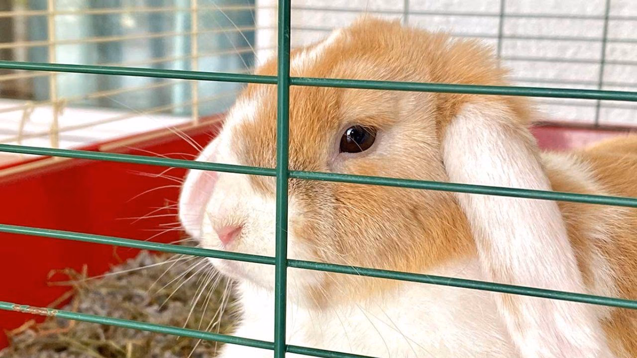 ¿Cómo hacer que un conejo deje de morder en una jaula?
