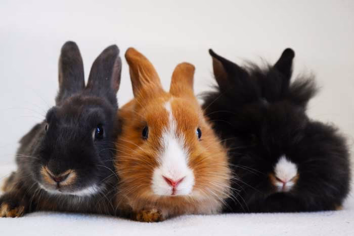 ¿Cómo entrenar a tu conejo para que no orine en tu cama?