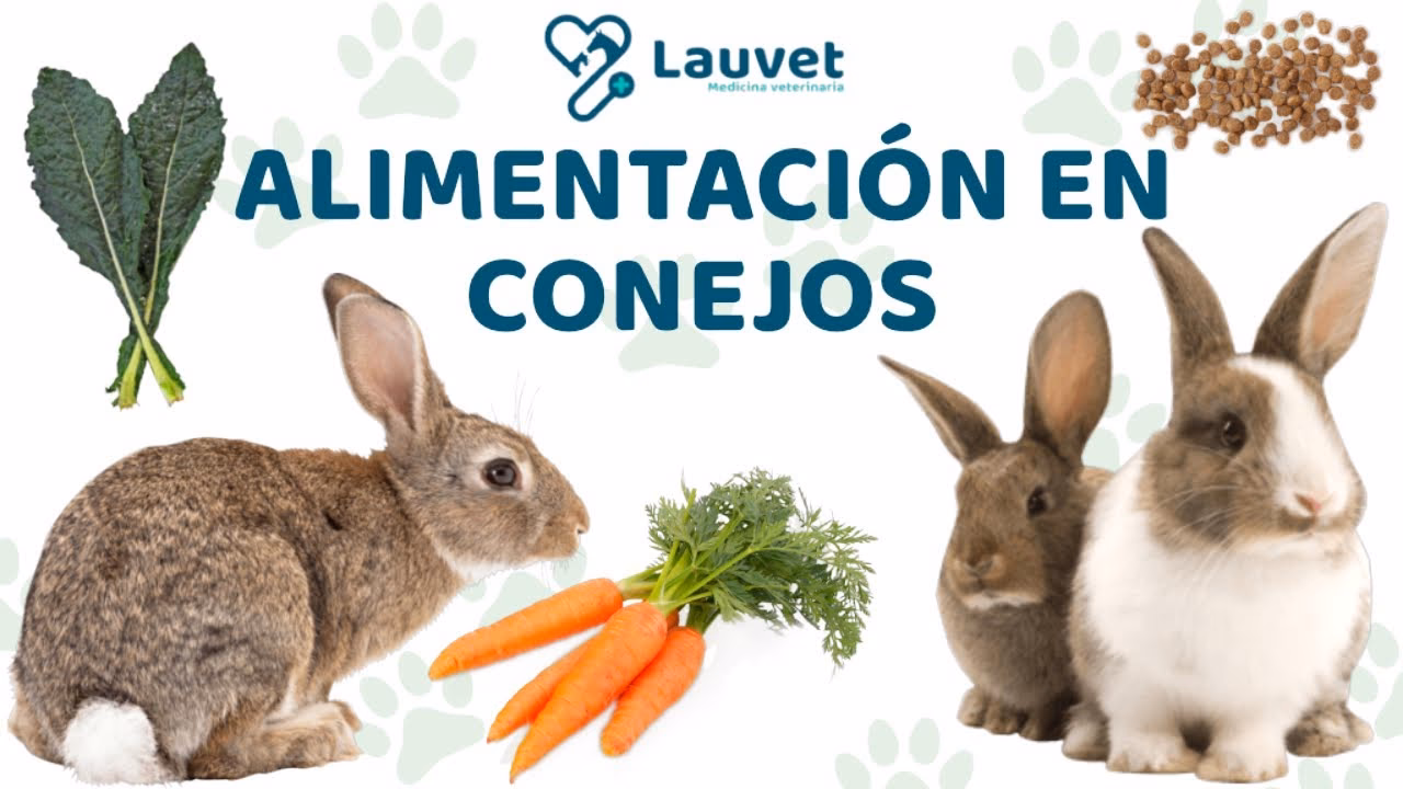 ¿Por qué mi conejo gime?