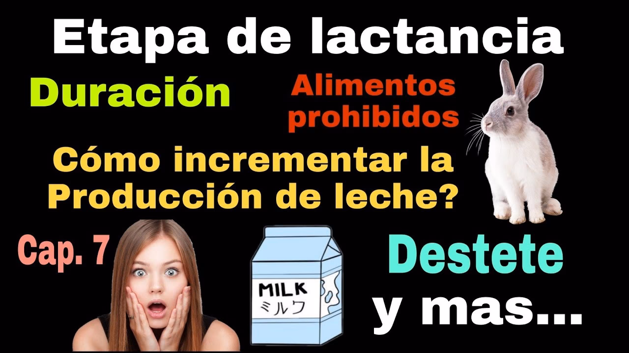 ¿Cómo sustituir la leche materna de conejo?