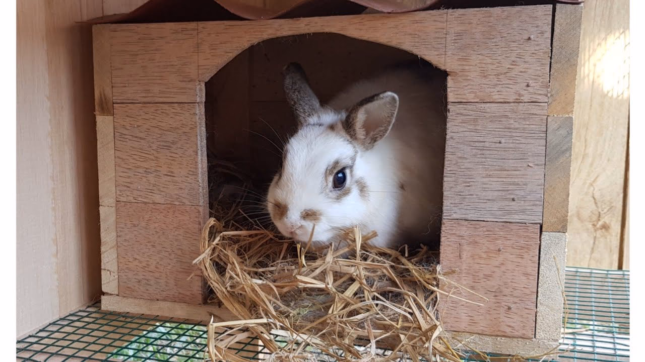 ¿Cómo crear una madriguera de conejo?