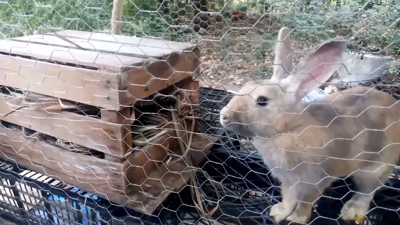 ¿Cómo crear una madriguera de conejo?