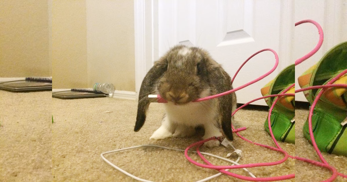 ¿Cómo entrenar a un conejo para que no muerda cables?