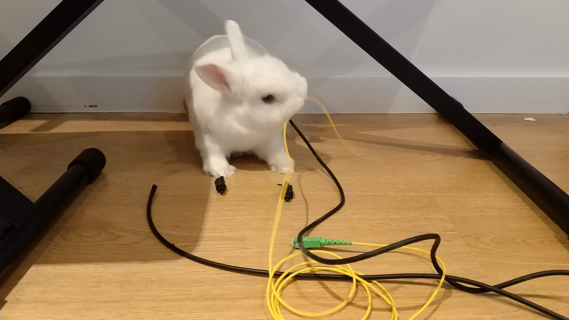¿Cómo puedo proteger los cables de los conejos?