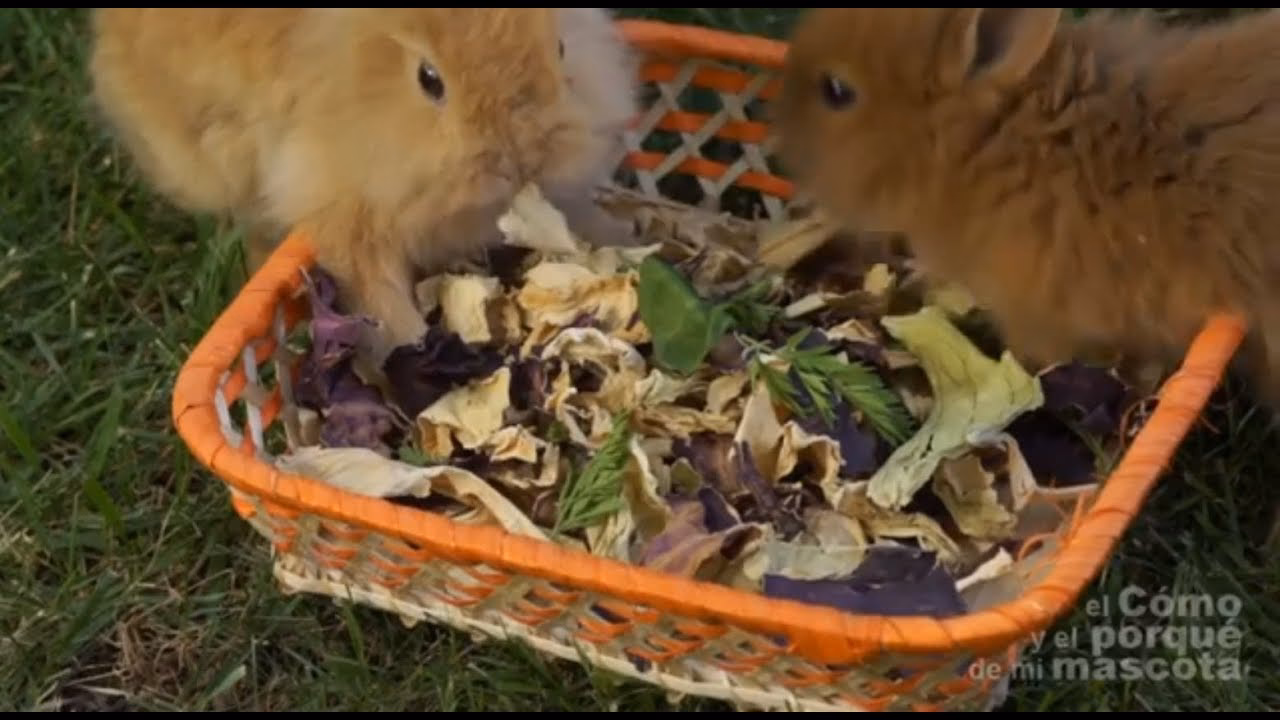¿Cómo preparar el pienso para conejos?