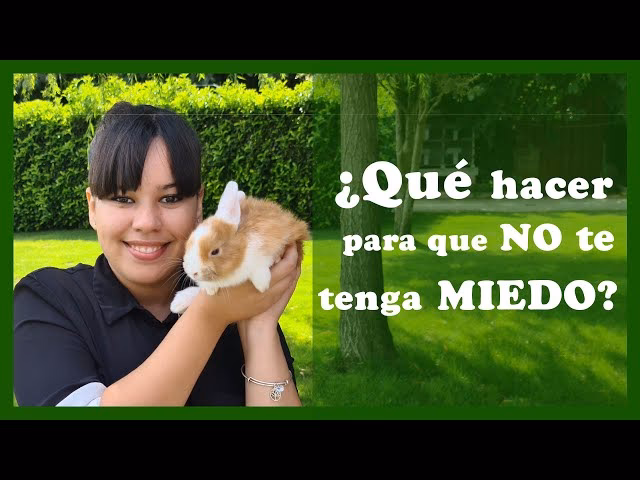 ¿Por qué mi conejito me tiene tanto miedo?
