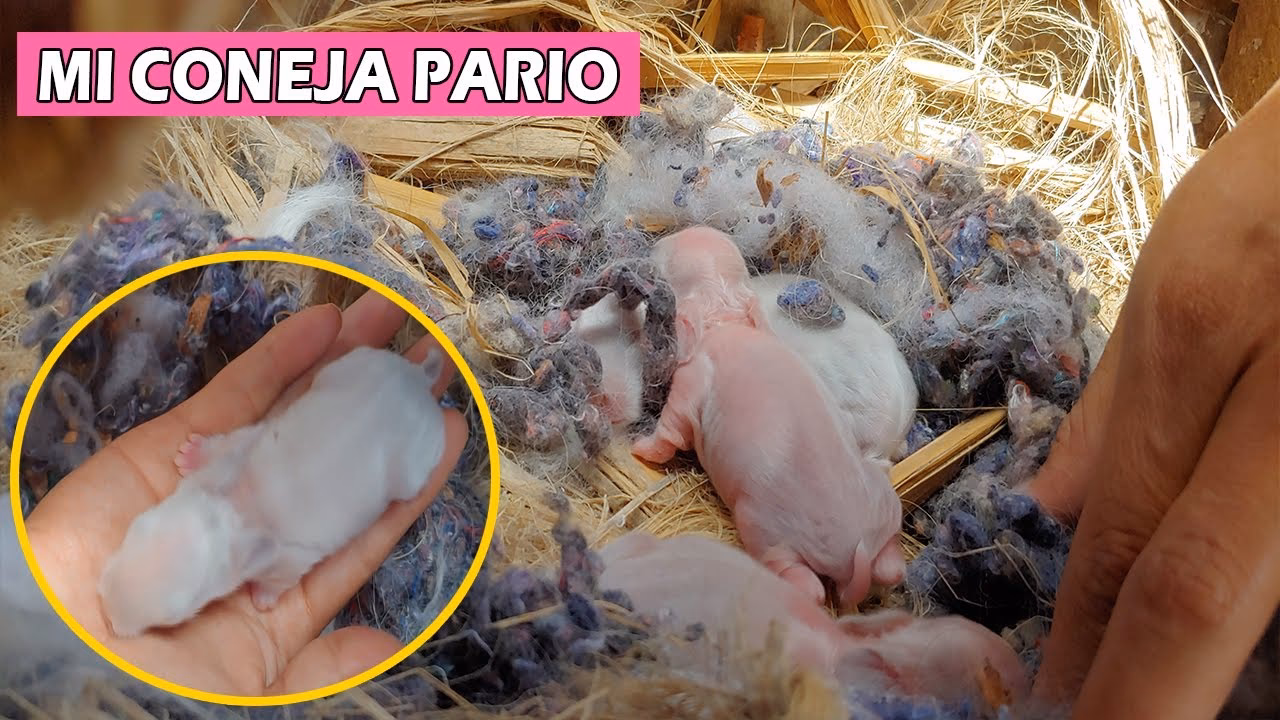 ¿Cuándo y cómo se prepara el nido de los conejos?