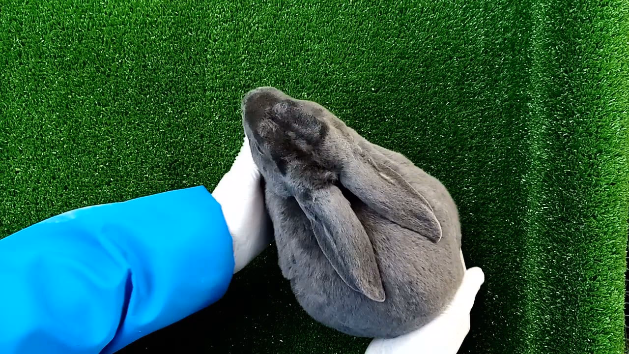 ¿Cuál es el sitio de inyección intramuscular en conejos?