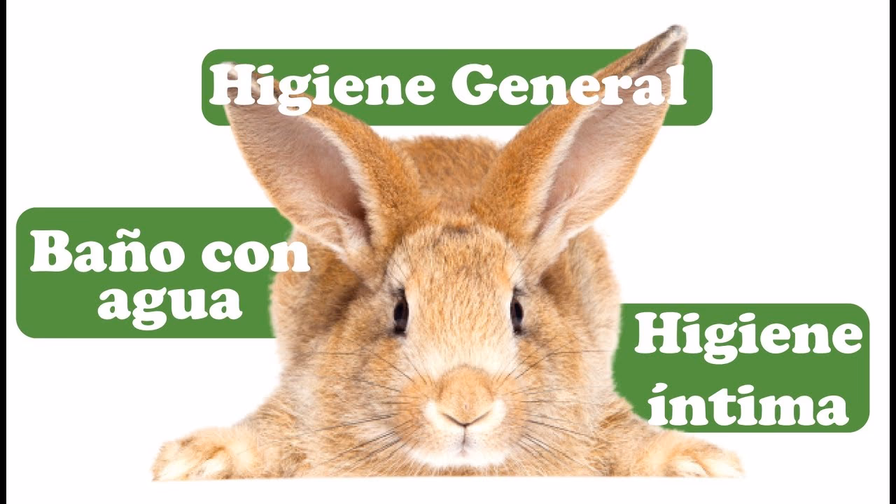 ¿Cómo limpiar un conejo con mal olor?