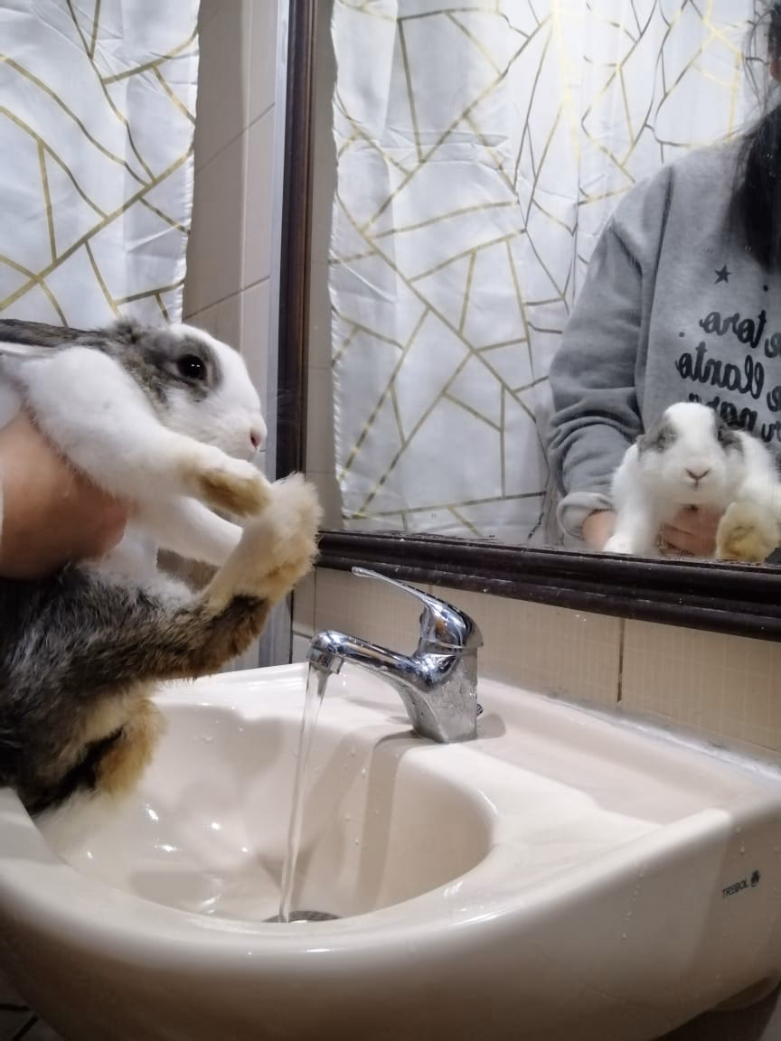 ¿Cómo evitar el mal olor de los conejos?