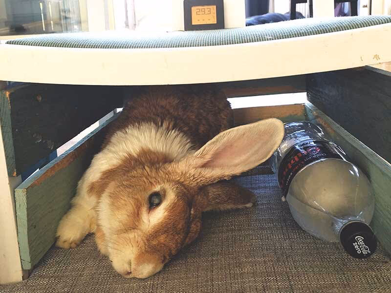 ¿Qué puedo usar para mantener caliente a mi conejo?