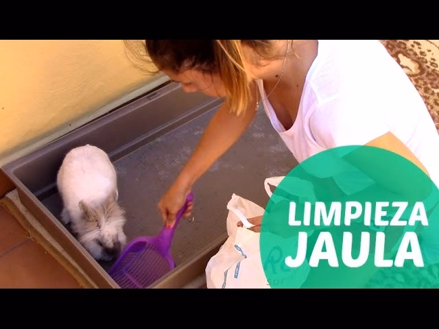 ¿Cómo mantener limpios a los conejos en el interior?